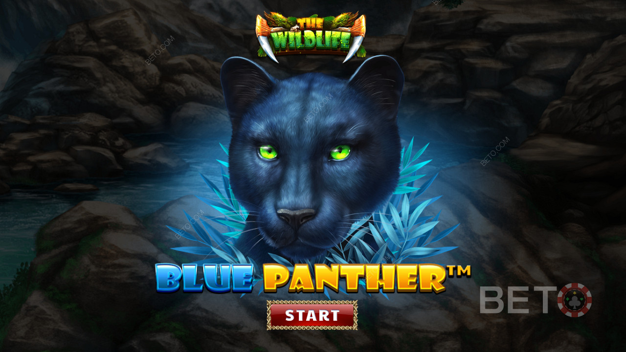 Đi lang thang trong rừng giữa những con thú hàng đêm của trò chơi Blue Panther