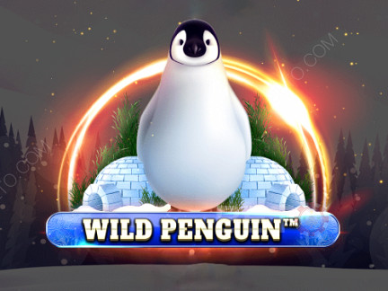 Wild Penguin Phiên bản thử
