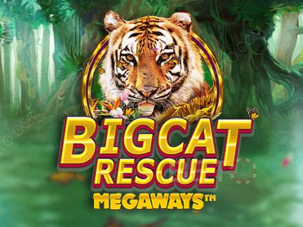 Big Cat Rescue Megaways Phiên bản thử